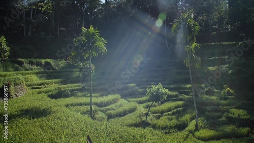 High definition slow motion footage of rice terraces at sunrise in Tegallalang, Bali, Indonesia.
Medium angle, parallax movement. photo
