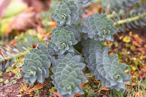 A close-up of gray succulent plants
