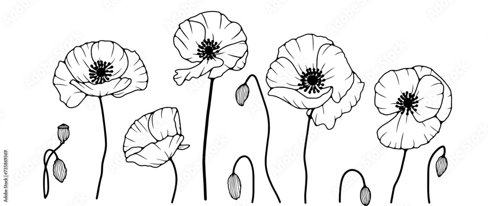 Black and white hand drawn floral illustration with poppy flowers