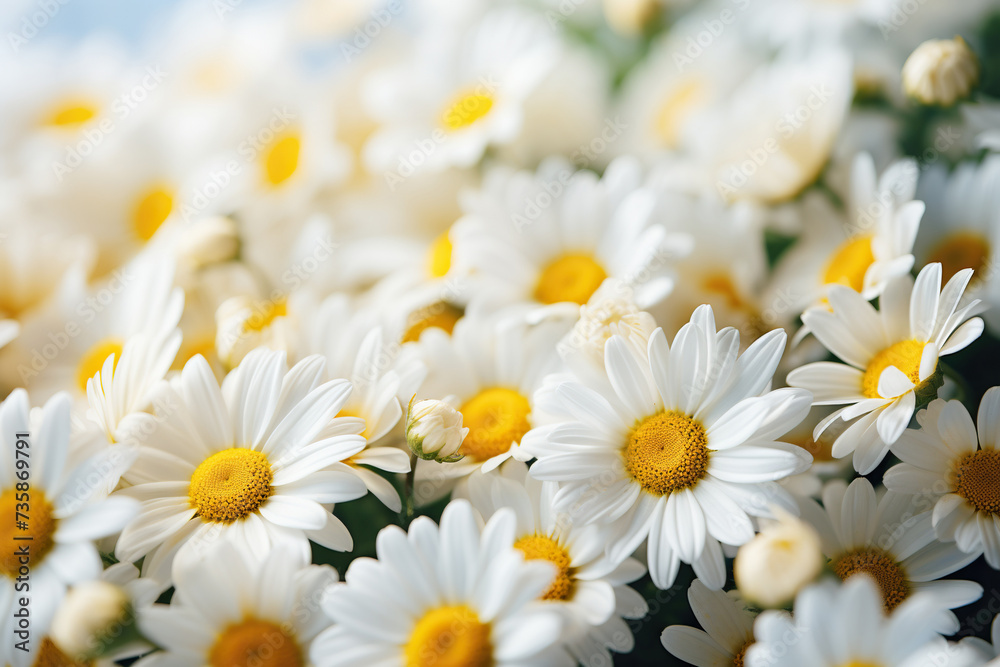 Fototapeta premium A bouquet of beautiful white daisies close-up with blur. Summer chamomile background. Generated by artificial intelligence