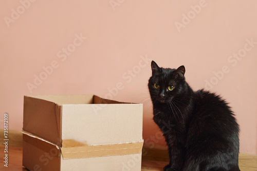 Adorable Domestic Blasck Cat sits near a cardboard box