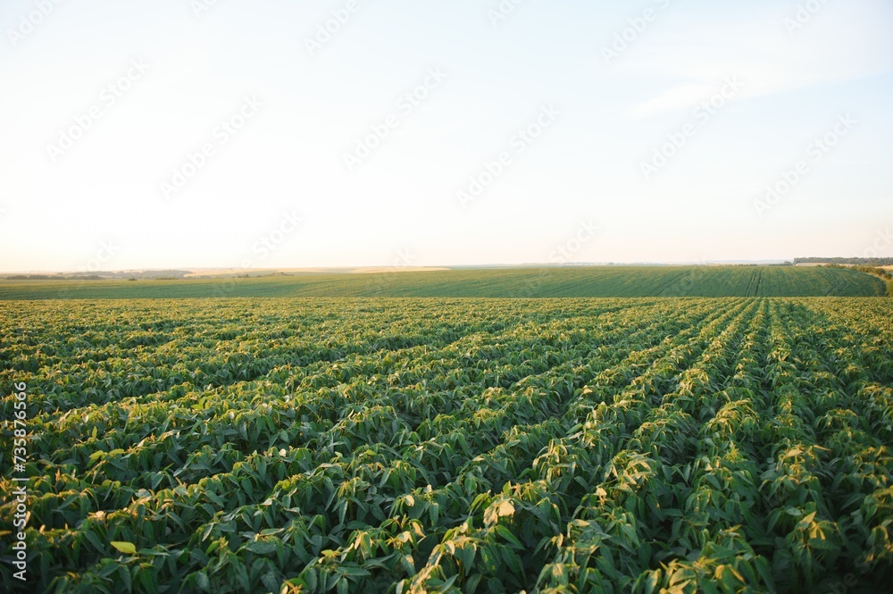 Soy field and soy plants in early morning light. Soy agriculture