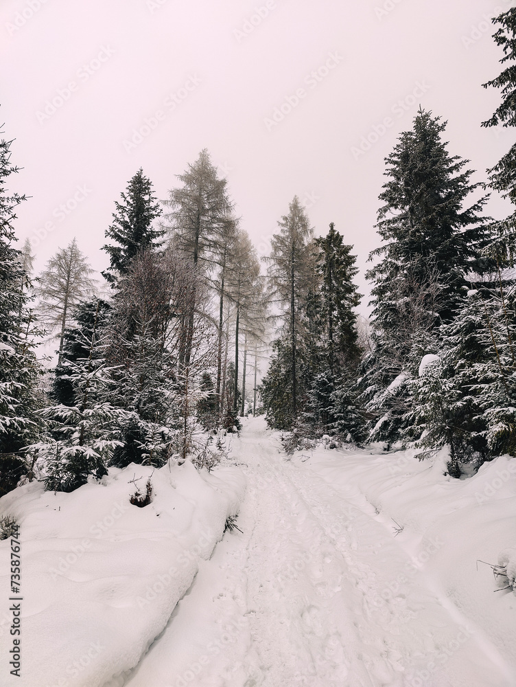 Fototapeta premium Winter Trekking on Radziejowa mountain in Beskid Sądecki, Poland, Europe