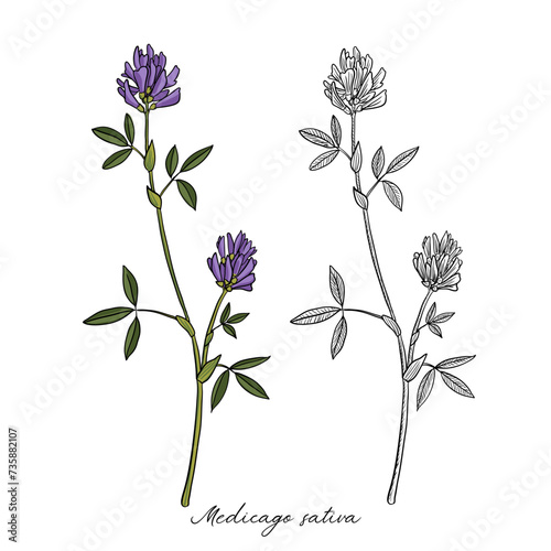 vector drawing alfalfa, flower of lucerne, Medicago sativa , hand drawn illustration