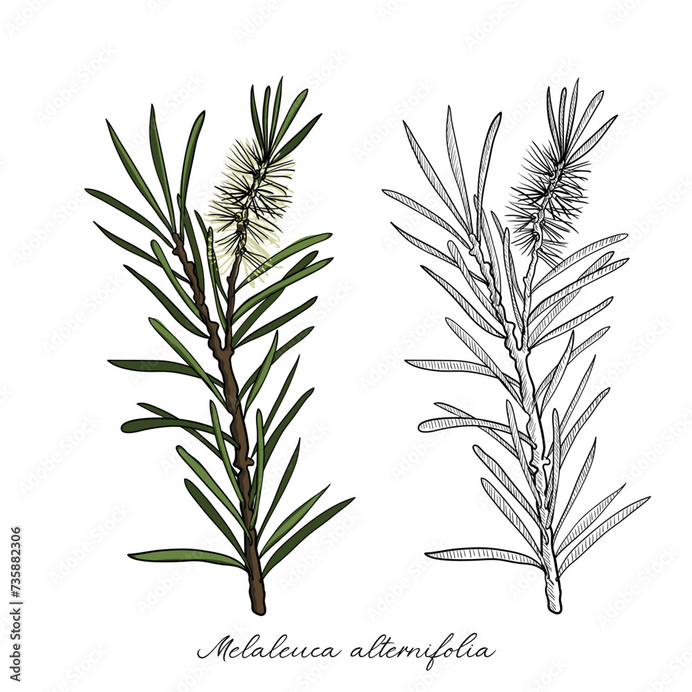 vector drawing tea tree branch, Melaleuca alternifolia, hand drawn illustration