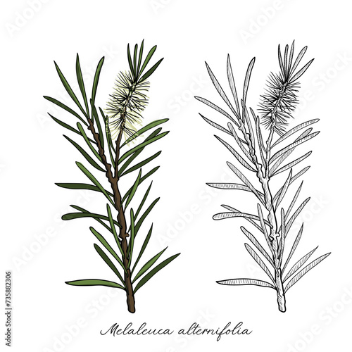vector drawing tea tree branch, Melaleuca alternifolia, hand drawn illustration
