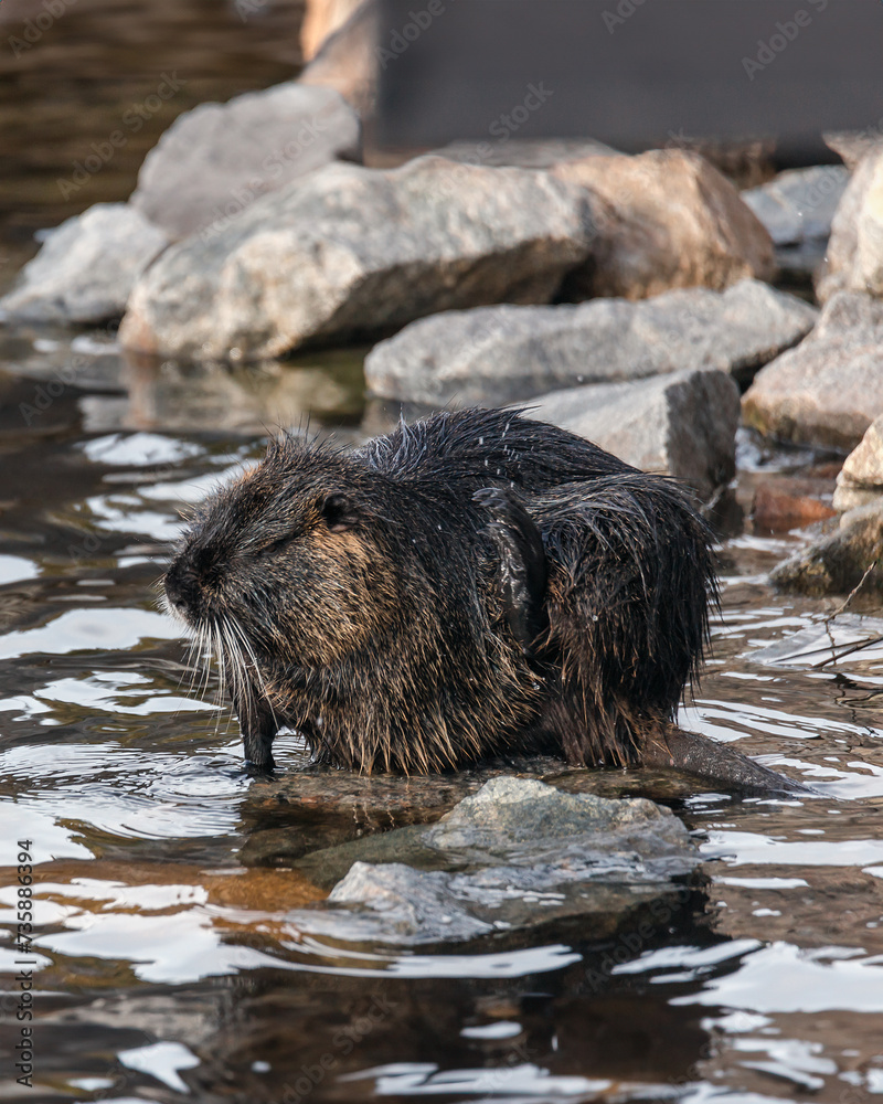 An adult nutria sits in the water near the river bank. Rodent, also known as nutria, swamp beaver or beaver rat. Wildlife scene. Habitat: America, Europe, Asia. An adult nutria sits in the water near the river bank. Rodent, also known as nutria, swamp beaver or beaver rat. Wildlife scene. Habitat: America, Europe, Asia.