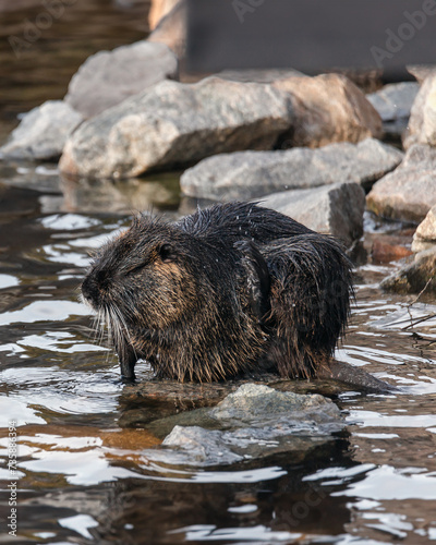 An adult nutria sits in the water near the river bank. Rodent, also known as nutria, swamp beaver or beaver rat. Wildlife scene. Habitat: America, Europe, Asia.