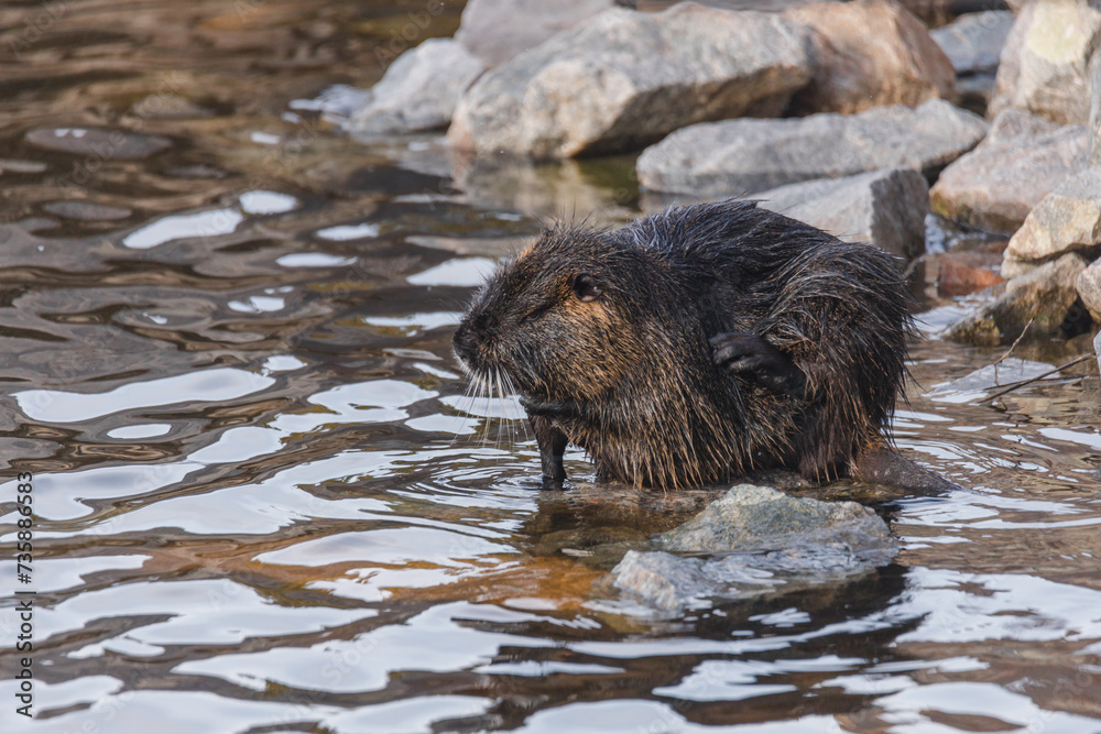 An adult nutria sits in the water near the river bank. Rodent, also known as nutria, swamp beaver or beaver rat. Wildlife scene. Habitat: America, Europe, Asia. An adult nutria sits in the water near the river bank. Rodent, also known as nutria, swamp beaver or beaver rat. Wildlife scene. Habitat: America, Europe, Asia.