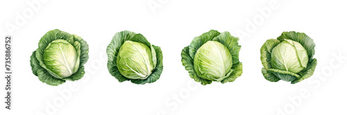 Cabbage watercolor. Vector illustration design.