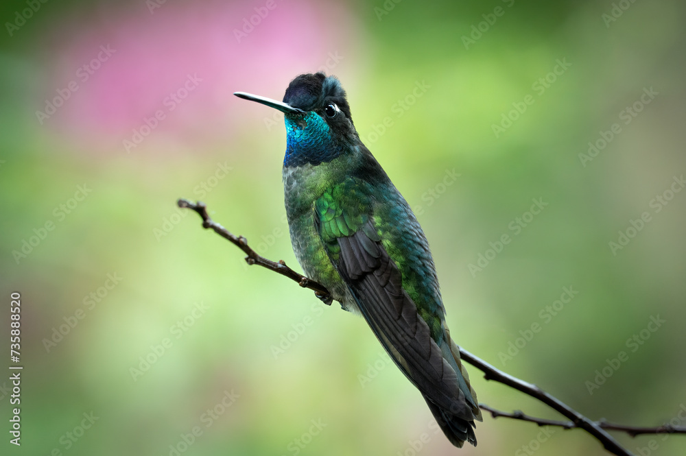 Fototapeta premium Talamanca hummingbird (Eugenes spectabilis) on a perch, Costa Rica