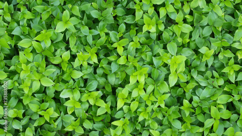 Wallpaper Mural green leaves background Torontodigital.ca