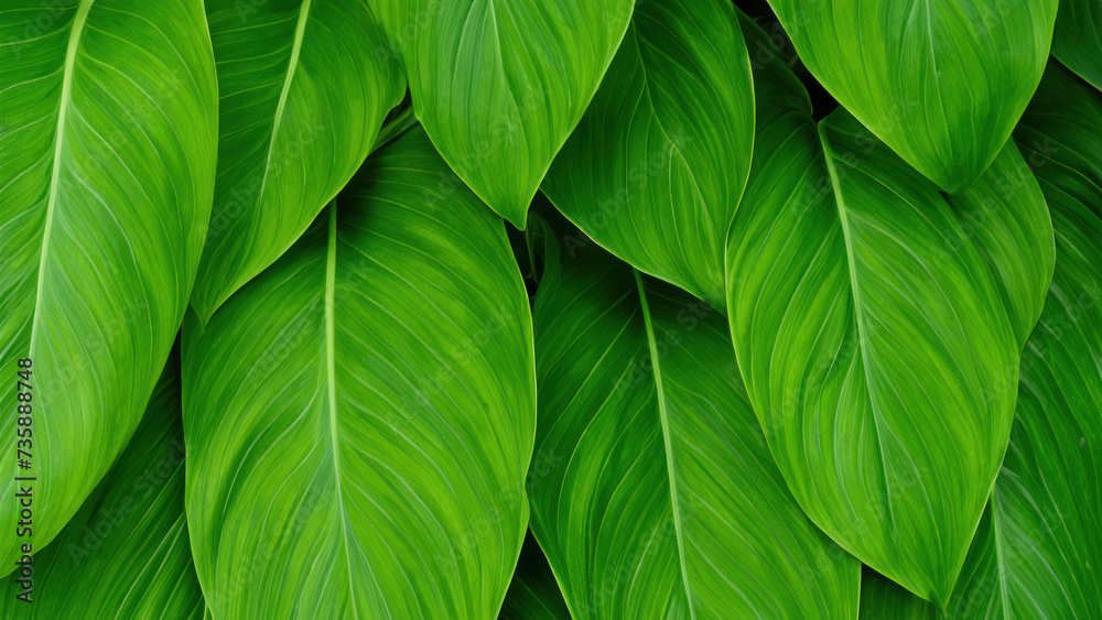large green leaf background, green background large green leaf background, green background