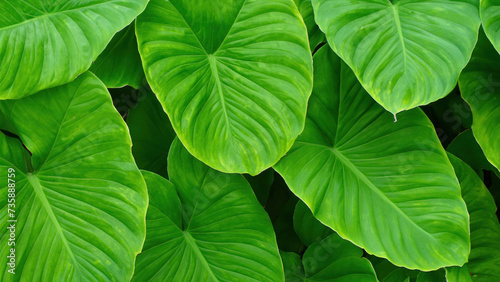 green leaves background  green leaf