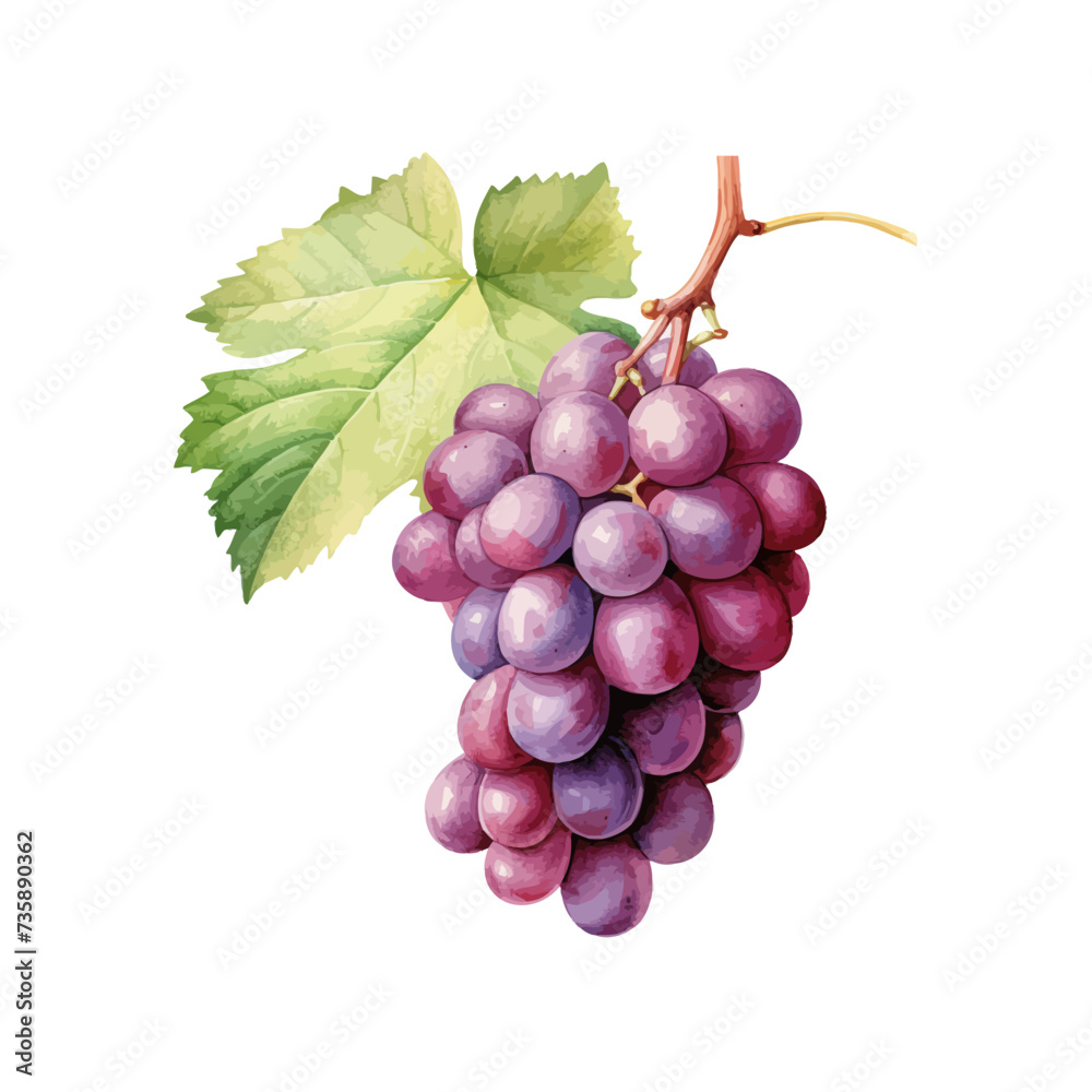 Purple grapes watercolor. Vector illustration design.