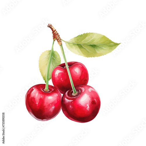 Cherry watercolor. Vector illustration design.