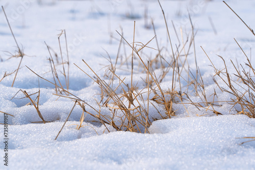 withered grass covered with snow and ice in winter