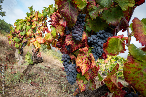 Photos Vinha com uvas pretas maduras prontas para a degustação ou para a colheita