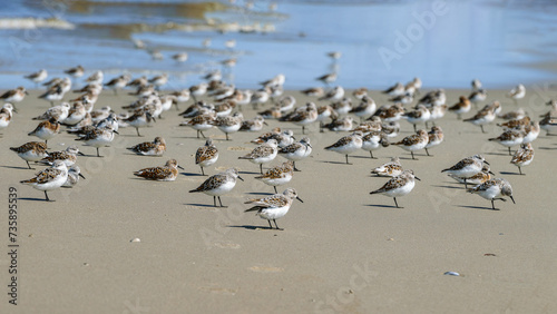 Obraz na płótnie A flock of sandpipers on the North Sea coast