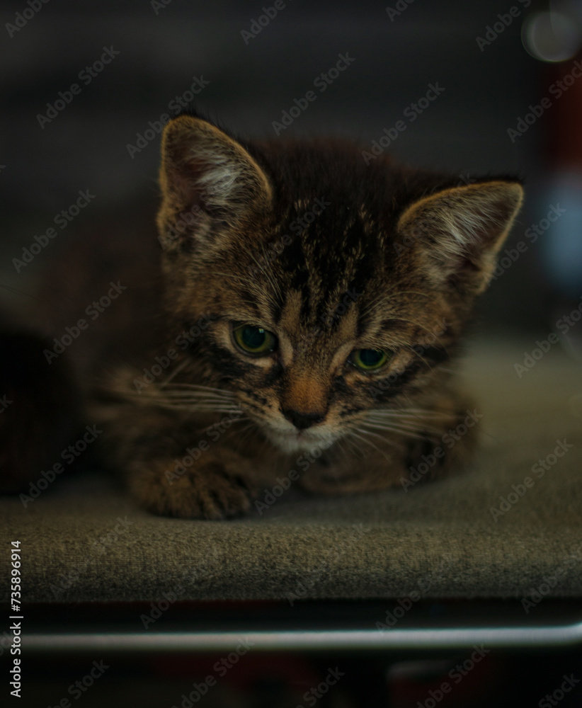 Fototapeta premium cat on the couch