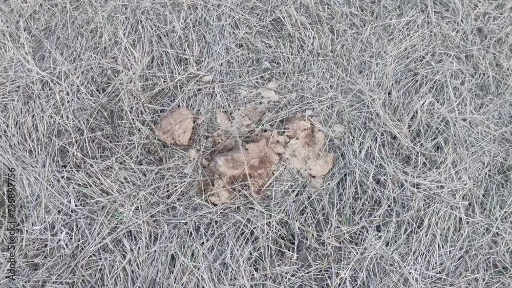 Horse manure on the ground in a field Horse manure on the ground in a field
