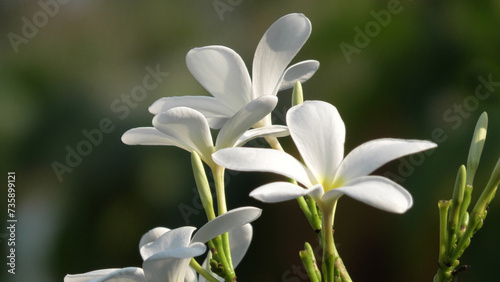 Bloomed garden plants with white flowers