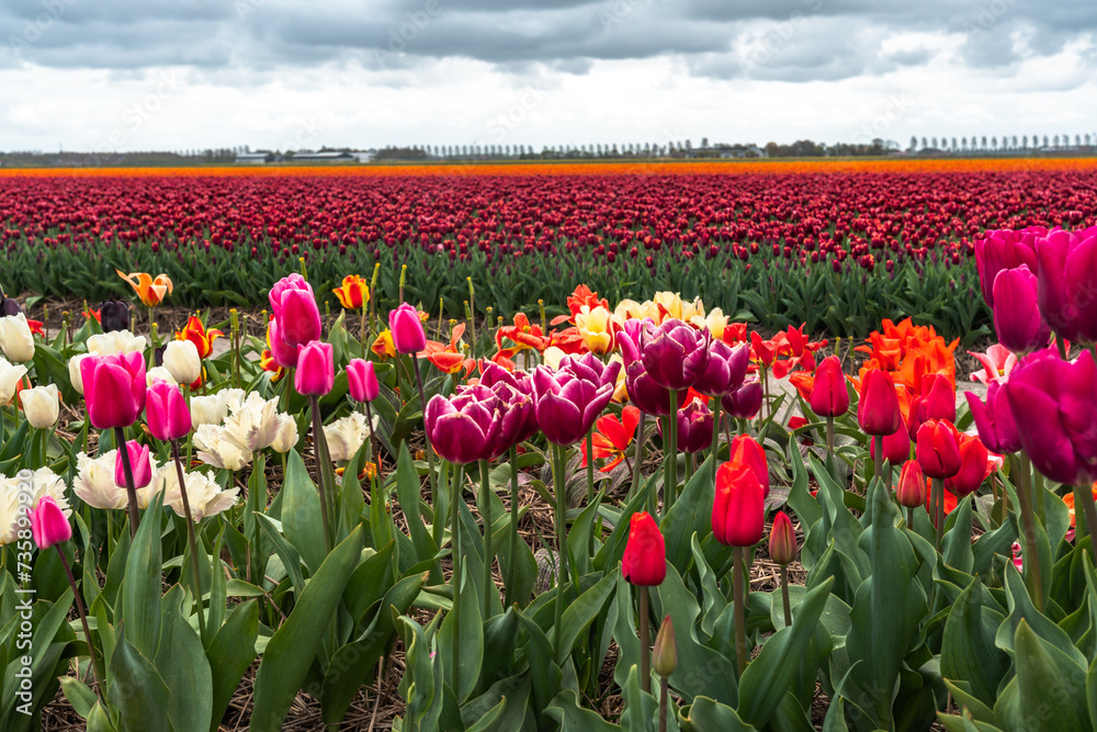 Colorful tulips in an agricultural field under a cloudy sky in spring