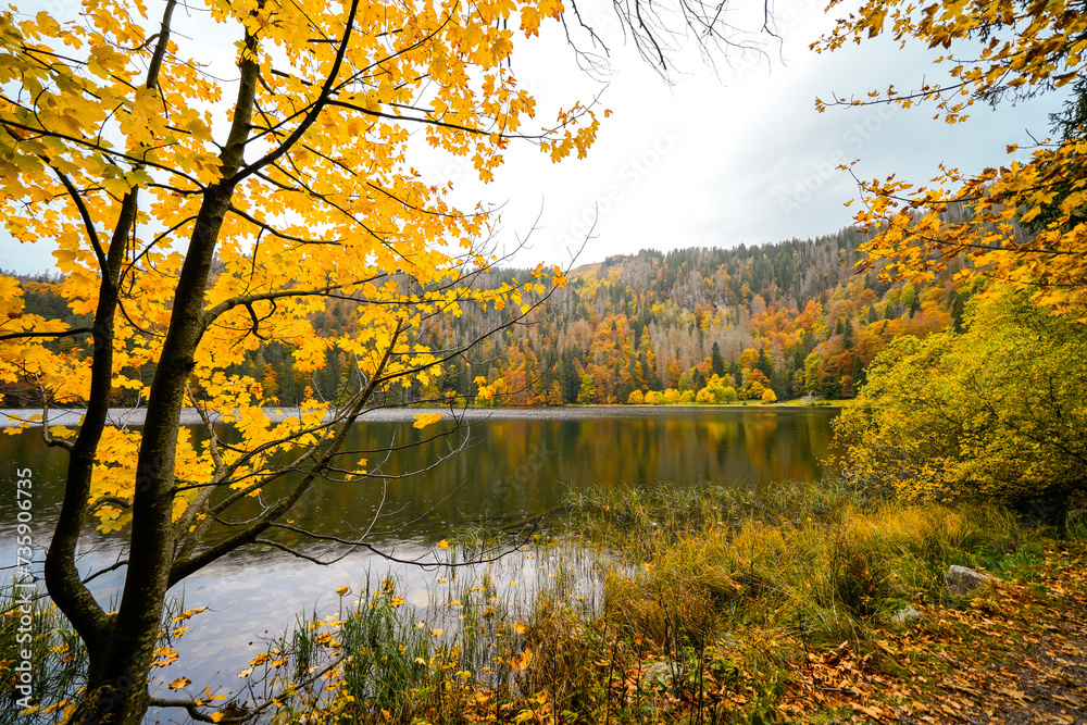 Landscape in autumn at Feldberg in the Black Forest. Feldbergsteig hiking trail. Nature at Feldsee in the Breisgau-Hochschwarzwald district in Baden-Württemberg.	