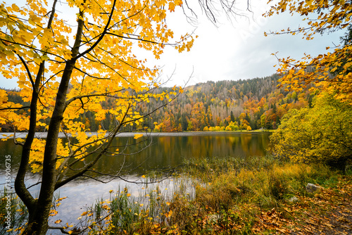 Landscape in autumn at Feldberg in the Black Forest. Feldbergsteig hiking trail. Nature at Feldsee in the Breisgau-Hochschwarzwald district in Baden-W  rttemberg. 