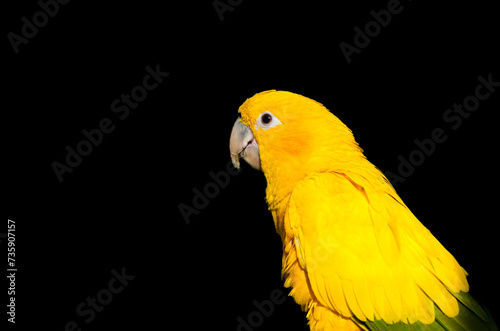 Portrait of a golden parakeet. Bird in close-up. Guaruba guarouba.
 photo