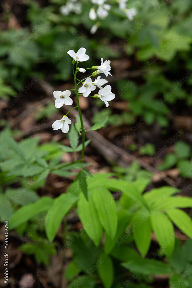 Cardamine plant