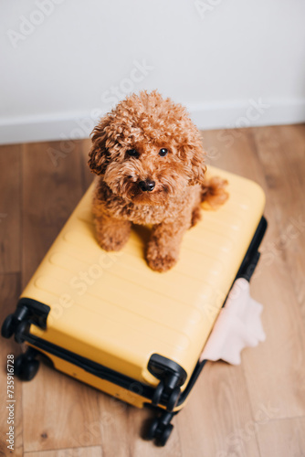 Red little poodle sitting in a yellow suitcase. Packing things on a journey to the bag with pets. Dogs in bag. Top view