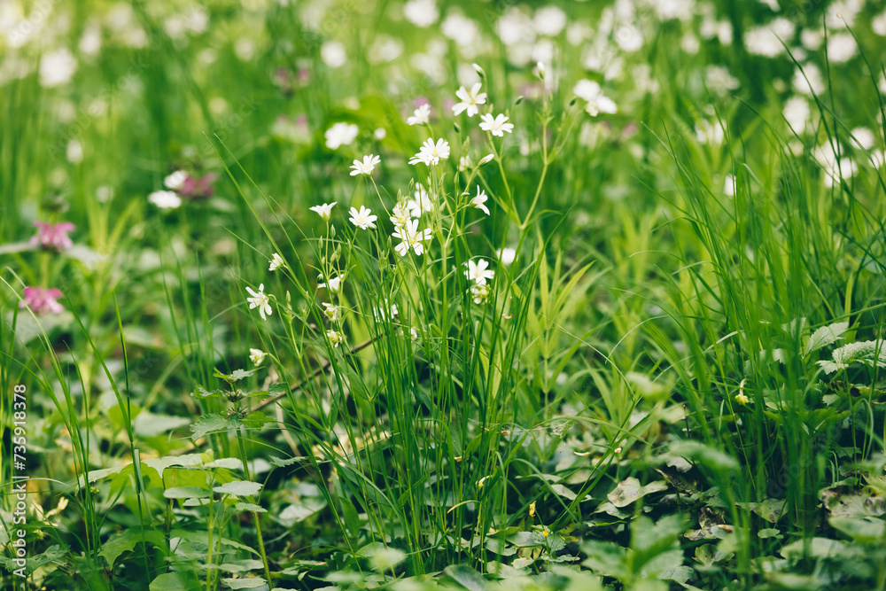 Chickweed lanceolate. Stellaria holostea L.. White spring flowers in the forest