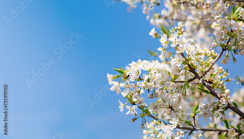 Wide Angle Spring Soft Nature background with cherry flowers. Cherry blossoms on blue sky background. Beautiful Panoramic wallpaper or Web banner With Copy Space