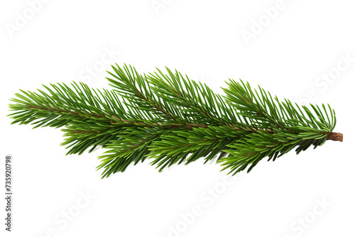 christmas fir twigs isolated on white background or transparent png background