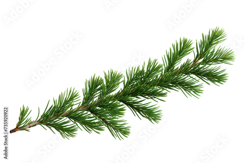 christmas fir twigs clear look isolated on white background or transparent png background