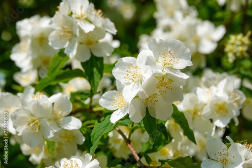 Fleurs Philadelphus coronarius Seringat commun 