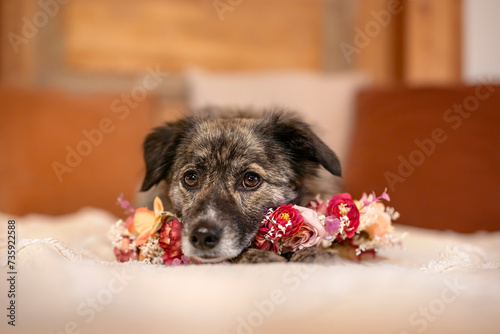 Hund im Homestudio liegend mit Blumenkranz 