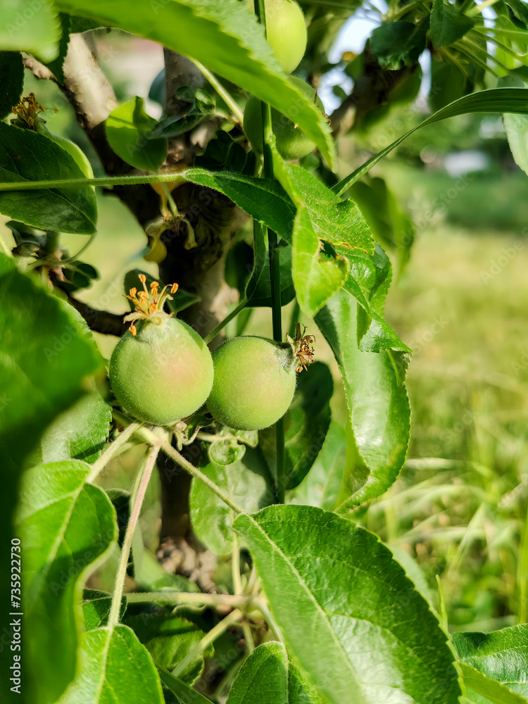 Obraz premium Unripe little apples on tree against green background in orchard. Fruit ripening. Close-up. Selective focus. Copy space.