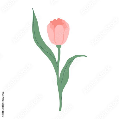 Hand-drawn pink tulip flower isolated on white background. Pink spring flower for the holidays