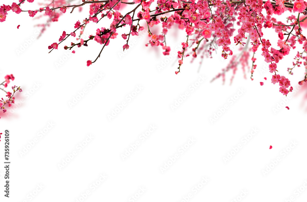 Blossom branch, cherry blossom, apple blossom, spring