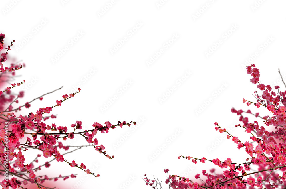 Blossom branch, cherry blossom, apple blossom, spring