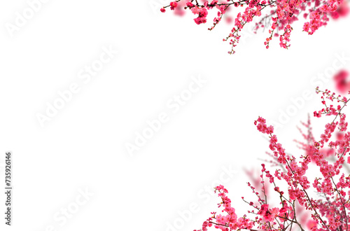 Blossom branch, cherry blossom, apple blossom, spring © Yuliya
