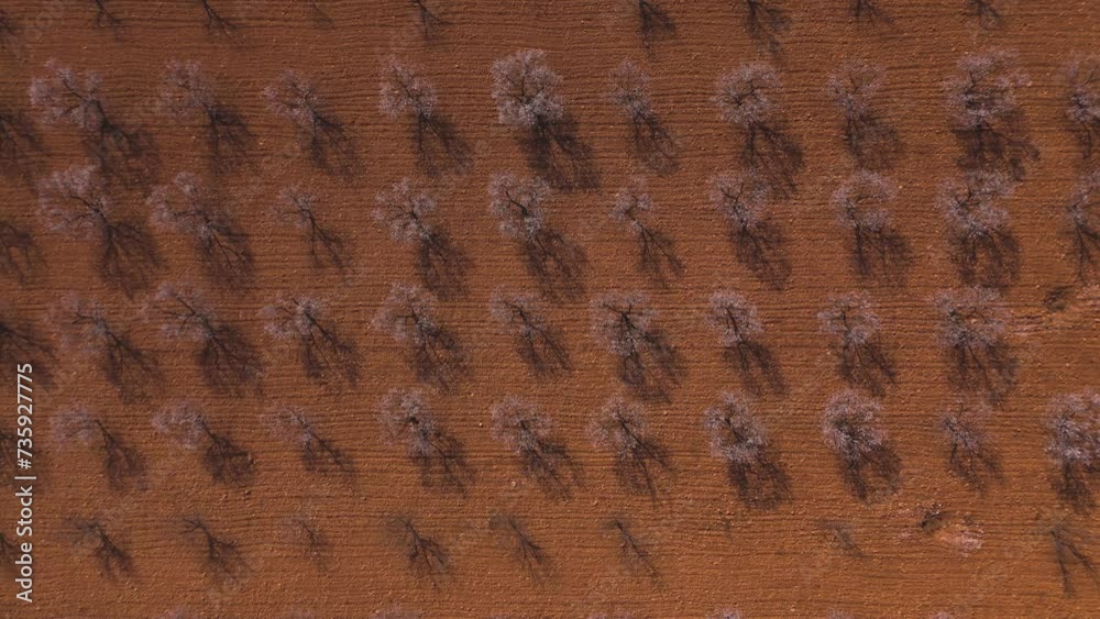 aerial views of the flowering almond tree in Mula, Region of Murcia, Spain aerial views of the flowering almond tree in Mula, Region of Murcia, Spain