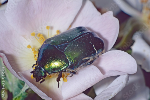 Картината върху платно specimen of green rose chafer scarab feeds on a flower