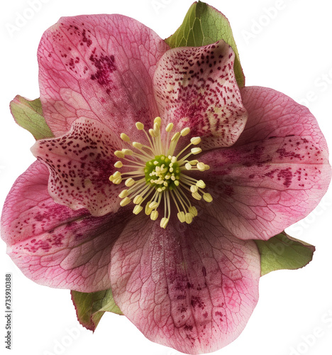 hellebore blossom, top view, isolated on white background photo