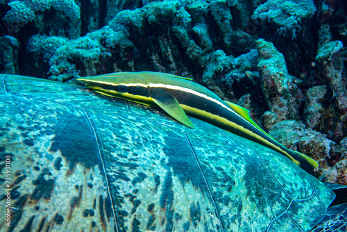 Schiffshalter Fisch an Schildkröte photo