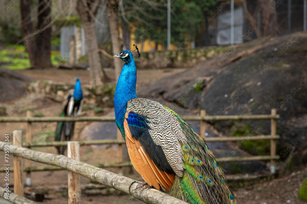 Pavos reales en el Parque de los Pinos en Plasencia Pavos reales en el Parque de los Pinos en Plasencia