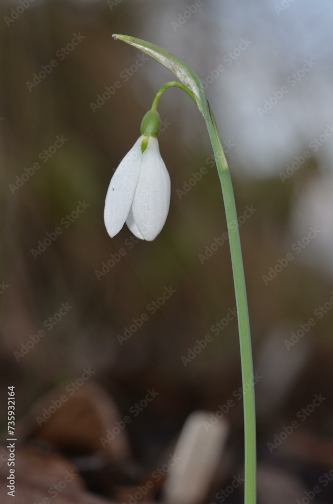 Autumn blooming snowdrop Galanthus bursanus Autumn blooming snowdrop Galanthus bursanus