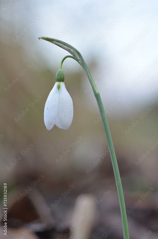 Autumn blooming snowdrop Galanthus bursanus Autumn blooming snowdrop Galanthus bursanus